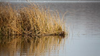 Đir uz Vransko jezero, Foto: Iva Perinić Đir uz Vransko jezero, Foto: Iva Perinić