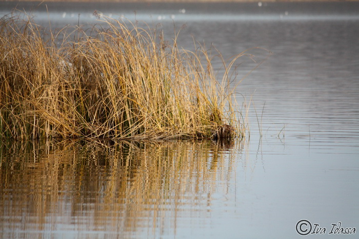 Đir uz Vransko jezero, Foto: Iva Perinić Đir uz Vransko jezero, Foto: Iva Perinić