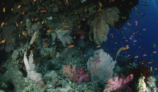 UNESCO-v Odbor za svjetsku baštinu odlučan zaštiti Veliki koraljni greben