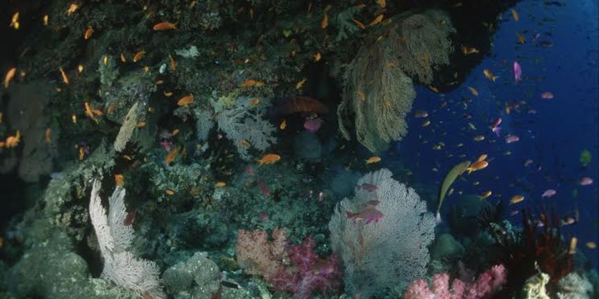 UNESCO-v Odbor za svjetsku baštinu odlučan zaštiti Veliki koraljni greben UNESCO-v Odbor za svjetsku baštinu odlučan zaštiti Veliki koraljni greben