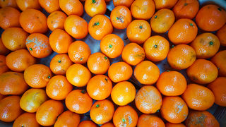 Đir po pijaci, 30. siječnja 2012. (foto:Saša Čuka)