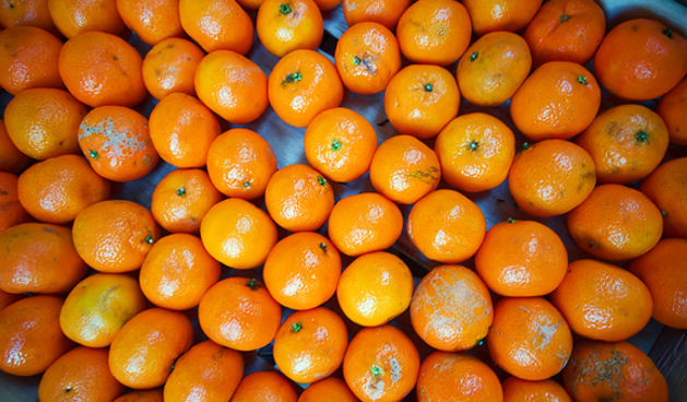 Đir po pijaci, 30. siječnja 2012. (foto:Saša Čuka)