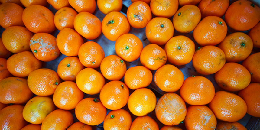 Đir po pijaci, 30. siječnja 2012. (foto:Saša Čuka)