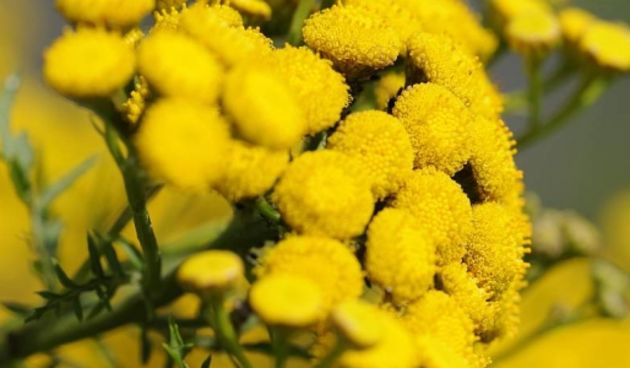 Smilje, foto: wish.hr