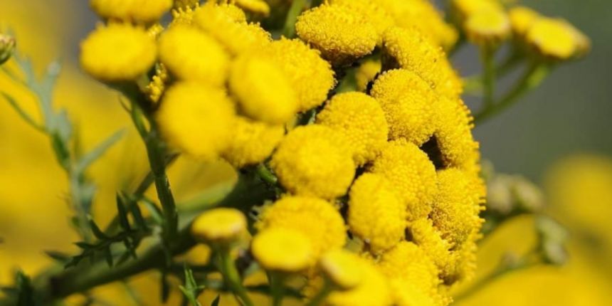 Smilje, foto: wish.hr Smilje, foto: wish.hr