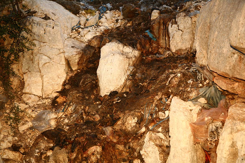 HGSS-ova akcija spašavanja pasa iz Živkine jame (foto: Zoran Erceg)