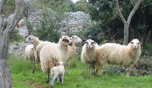 Ovce (Foto: Wikimedia.org)