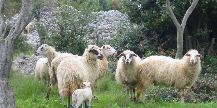 Ovce (Foto: Wikimedia.org)