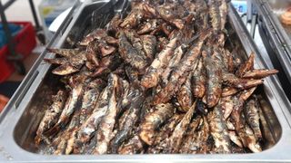 Betina: Održana 49. fešta od školjaka – Dan brganje. Photo: Duško Jaramaz/PIXSELL