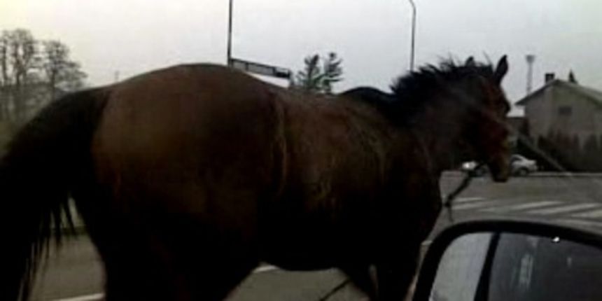 Vlasniku pobjegla kobila, foto: 24sata.hr/Kristijan Hemetek