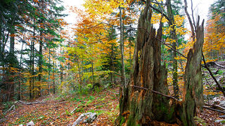 Lička jesen u znaku gljiva, Foto: Leo Banić