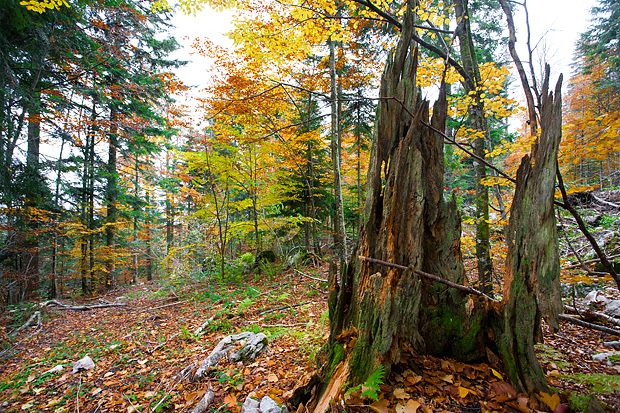Lička jesen u znaku gljiva, Foto: Leo Banić