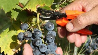 Drniš: Berba grožđa sa više od milijun čokota vinove loze, Photo: Duško Jaramaz/PIXSELL