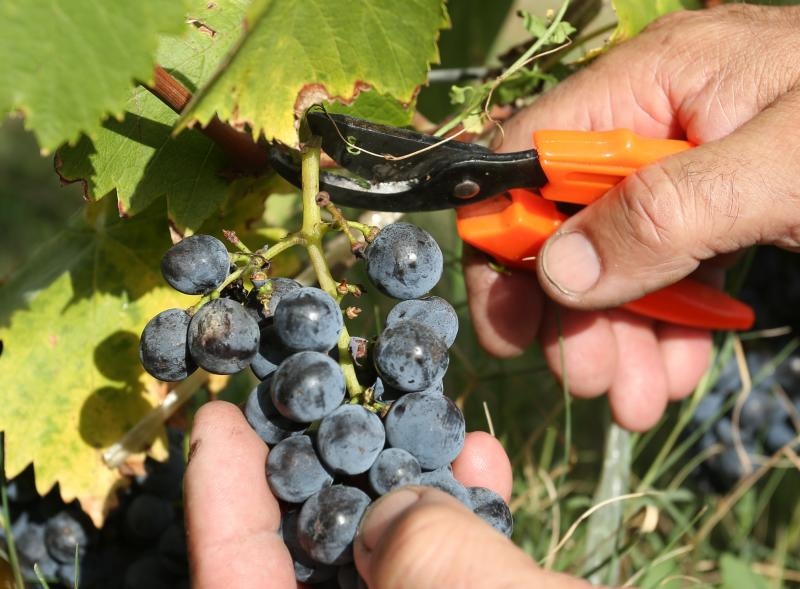 Drniš: Berba grožđa sa više od milijun čokota vinove loze, Photo: Duško Jaramaz/PIXSELL