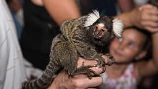 16. Biogradska noć privukla više od 20 tisuća posjetitelja . Photo: Vinko Pešić 16. Biogradska noć privukla više od 20 tisuća posjetitelja . Photo: Vinko Pešić