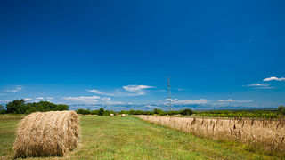 Zlatno žito Dalmacije, slama, foto: Leo Banić