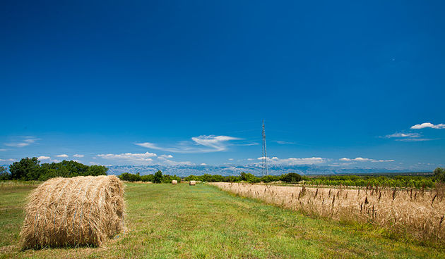 Zlatno žito Dalmacije, slama, foto: Leo Banić