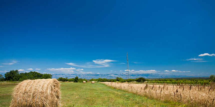 Zlatno žito Dalmacije, slama, foto: Leo Banić Zlatno žito Dalmacije, slama, foto: Leo Banić