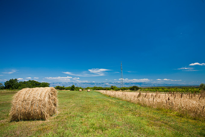 Zlatno žito Dalmacije, slama, foto: Leo Banić