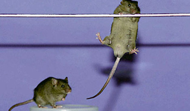 Super miš/Foto: Reuters