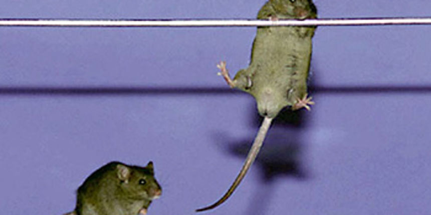 Super miš/Foto: Reuters Super miš/Foto: Reuters