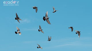 Đir po gradu, srijeda 19. lipnja 2019. Đir po gradu, srijeda 19. lipnja 2019.