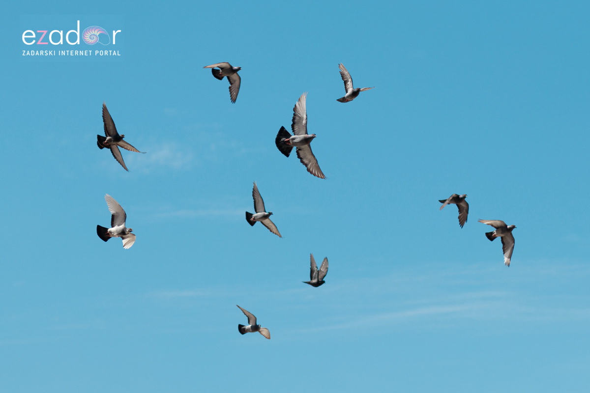 Đir po gradu, srijeda 19. lipnja 2019. Đir po gradu, srijeda 19. lipnja 2019.