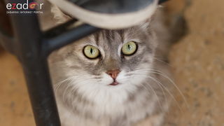 Đir po gradu, subotnja špica 6. srpnja 2019. Đir po gradu, subotnja špica 6. srpnja 2019.