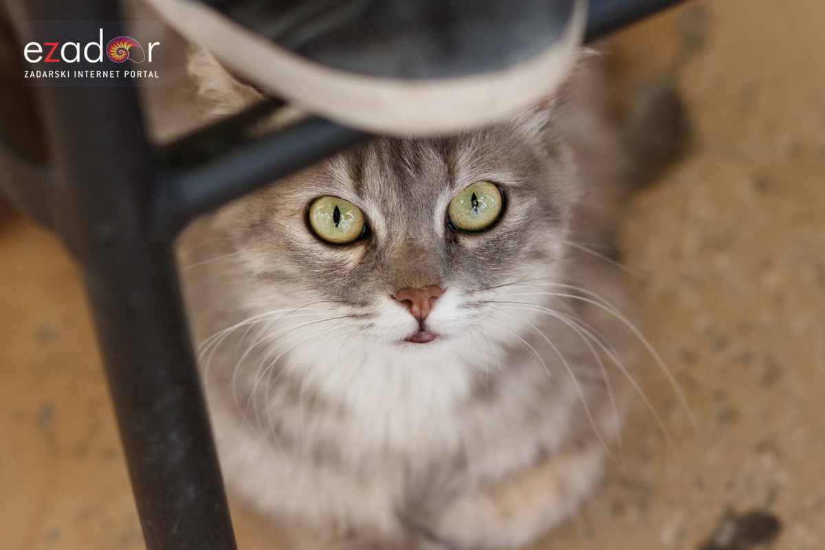 Đir po gradu, subotnja špica 6. srpnja 2019. Đir po gradu, subotnja špica 6. srpnja 2019.