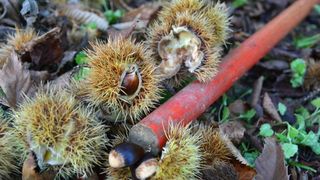 Pitomi kesten (Castanea sativa) jedan je od najprepoznatljivijih plodova jeseni. Photo: Borna Filić/PIXSELL Pitomi kesten (Castanea sativa) jedan je od najprepoznatljivijih plodova jeseni. Photo: Borna Filić/PIXSELL