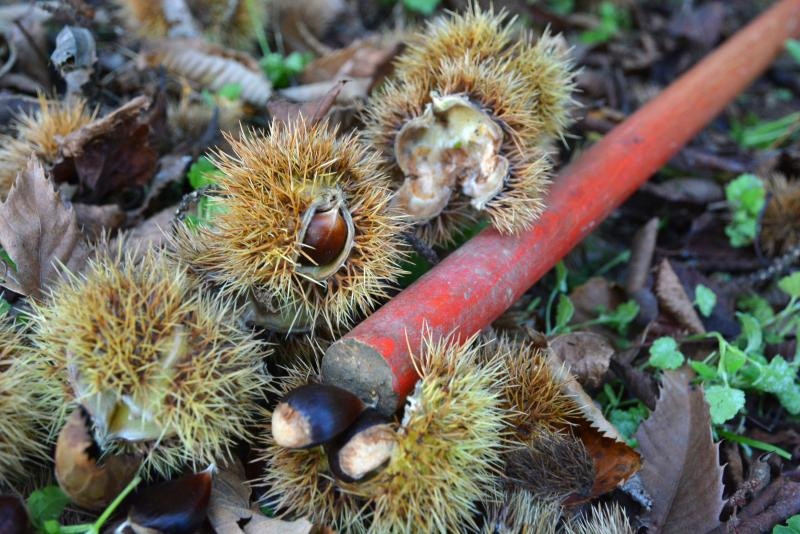 Pitomi kesten (Castanea sativa) jedan je od najprepoznatljivijih plodova jeseni. Photo: Borna Filić/PIXSELL Pitomi kesten (Castanea sativa) jedan je od najprepoznatljivijih plodova jeseni. Photo: Borna Filić/PIXSELL