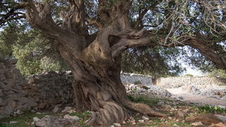 U Vrtovima lunjskih maslina održana 12. Lunjska maslinada. Foto: Vinko Pešić