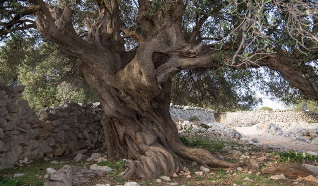 U Vrtovima lunjskih maslina održana 12. Lunjska maslinada. Foto: Vinko Pešić
