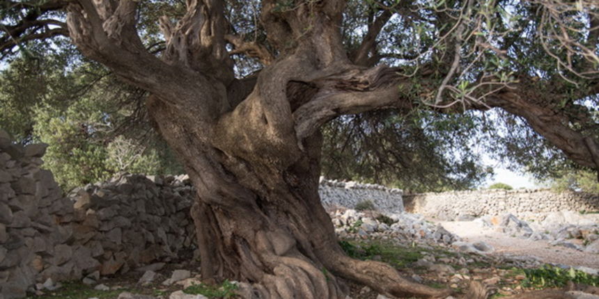 U Vrtovima lunjskih maslina održana 12. Lunjska maslinada. Foto: Vinko Pešić U Vrtovima lunjskih maslina održana 12. Lunjska maslinada. Foto: Vinko Pešić