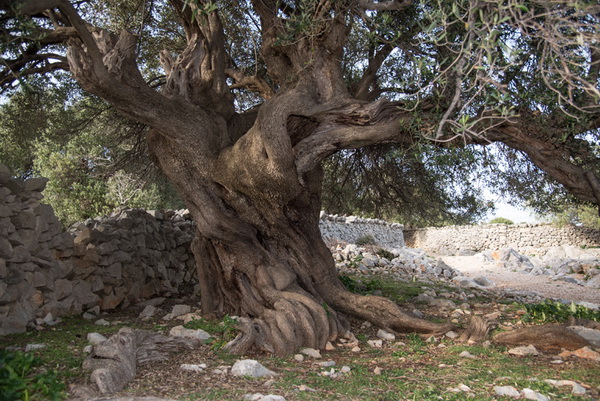 U Vrtovima lunjskih maslina održana 12. Lunjska maslinada. Foto: Vinko Pešić