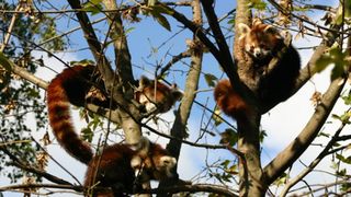 Bebe crvene pande u zagrebackom ZOO-u, Foto: ZOO Zagreb Bebe crvene pande u zagrebackom ZOO-u, Foto: ZOO Zagreb