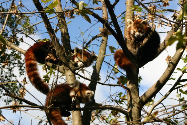 Bebe crvene pande u zagrebackom ZOO-u, Foto: ZOO Zagreb Bebe crvene pande u zagrebackom ZOO-u, Foto: ZOO Zagreb