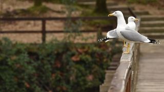 Skradinski buk – Jesenska idila u Nacionalnom parku Krka. Photo: Hrvoje Jelavic/PIXSELL Skradinski buk – Jesenska idila u Nacionalnom parku Krka. Photo: Hrvoje Jelavic/PIXSELL