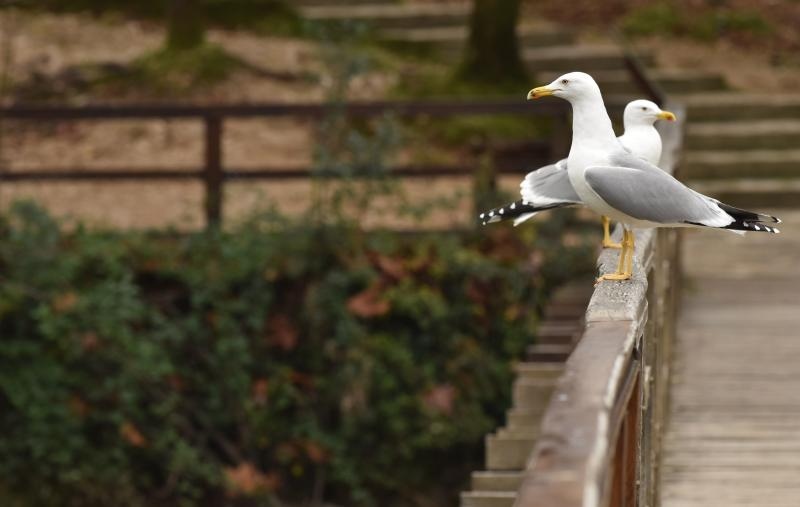 Skradinski buk – Jesenska idila u Nacionalnom parku Krka. Photo: Hrvoje Jelavic/PIXSELL Skradinski buk – Jesenska idila u Nacionalnom parku Krka. Photo: Hrvoje Jelavic/PIXSELL