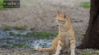 Đir po gradu, utorak 20. ožujka 2018. Mačka, maca