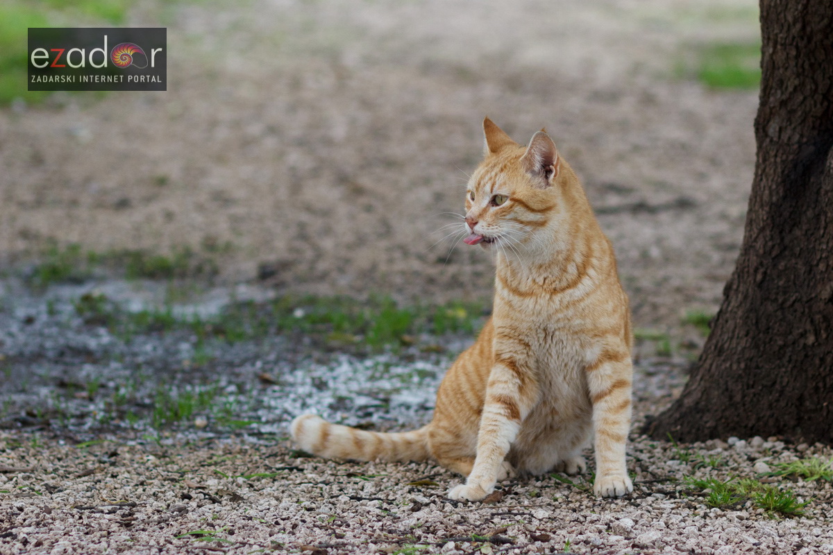 Đir po gradu, utorak 20. ožujka 2018. Mačka, maca