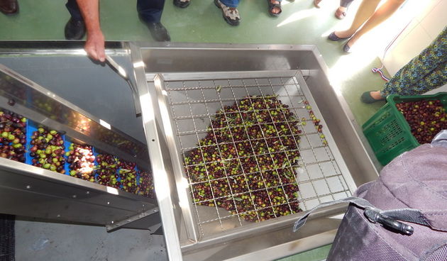 Uljara Predovan u Vrsima, maslinovo ulje