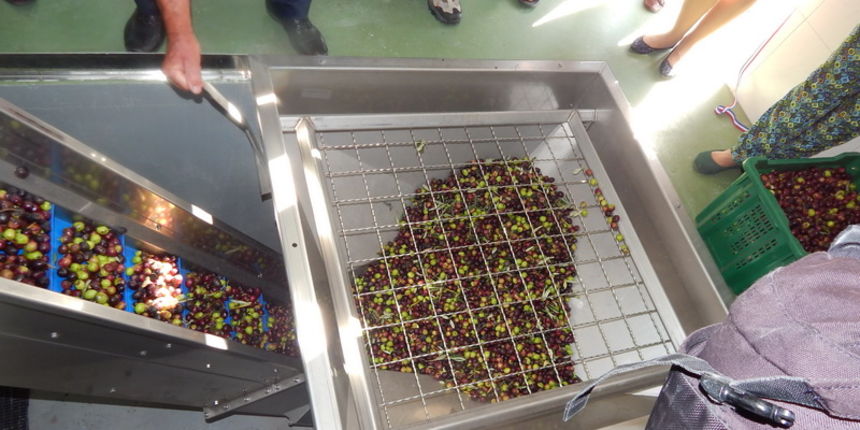 Uljara Predovan u Vrsima, maslinovo ulje Uljara Predovan u Vrsima, maslinovo ulje