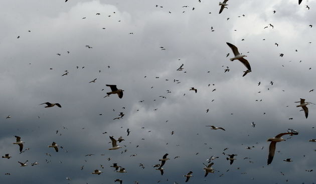 Zadar, 130311.
Galebovi noseni jakim juznim vjetrom iznad deponija u Kozinu.
Foto: Jure Miskovic / CROPIX