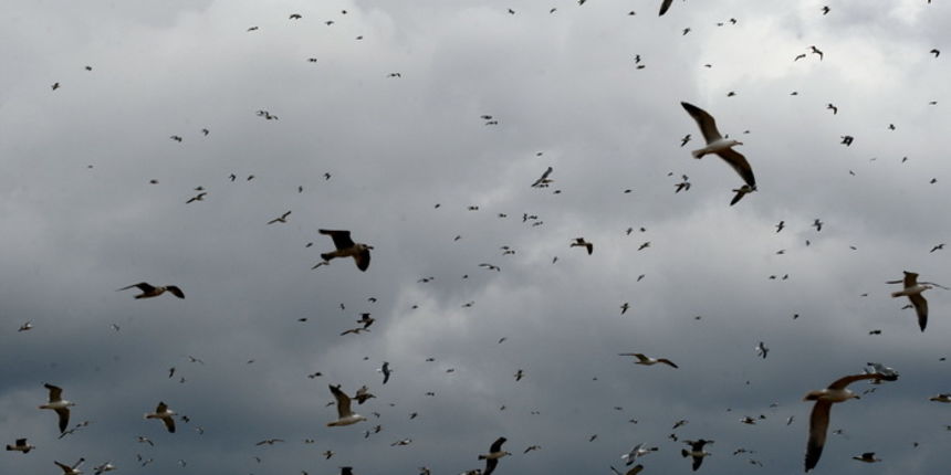 Zadar, 130311.
Galebovi noseni jakim juznim vjetrom iznad deponija u Kozinu.
Foto: Jure Miskovic / CROPIX Zadar, 130311.
Galebovi noseni jakim juznim vjetrom iznad deponija u Kozinu.
Foto: Jure Miskovic / CROPIX