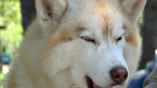 Image 1171111 (auto)