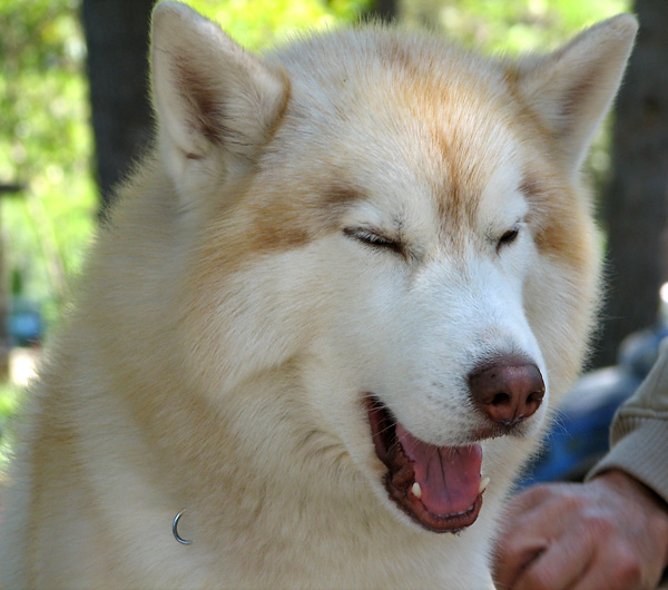 Image 1171111 (auto)