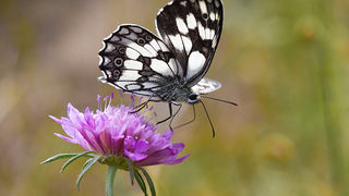 Cvijeće, bube, pauk, foto: Leo Banić