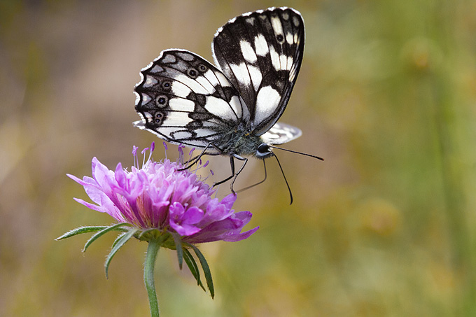 Cvijeće, bube, pauk, foto: Leo Banić