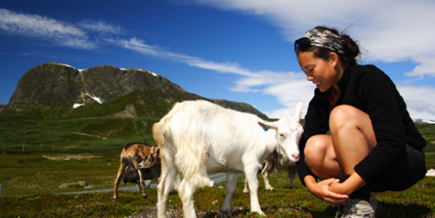 Pastir, foto: poklonime.hr Pastir, foto: poklonime.hr